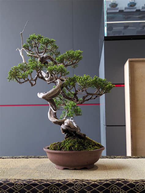 真柏文人樹型|丹尼BONSAI DANY 